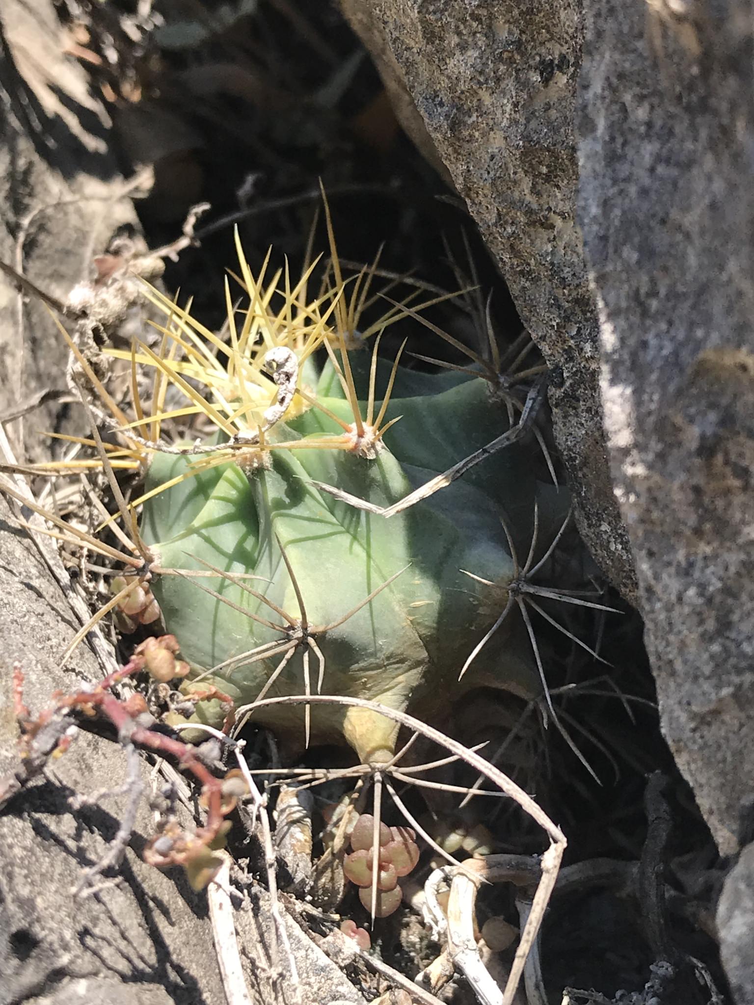 Ferocactus glaucescens